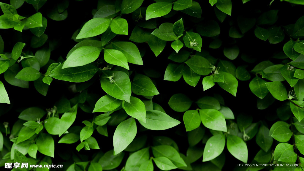 绿色植物