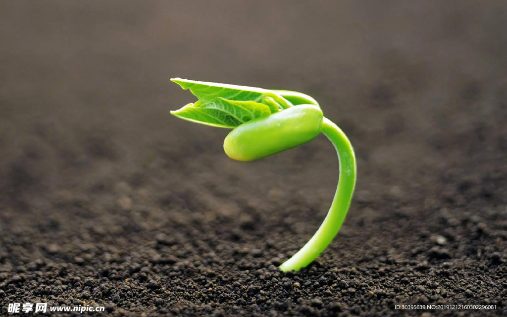 绿色植物