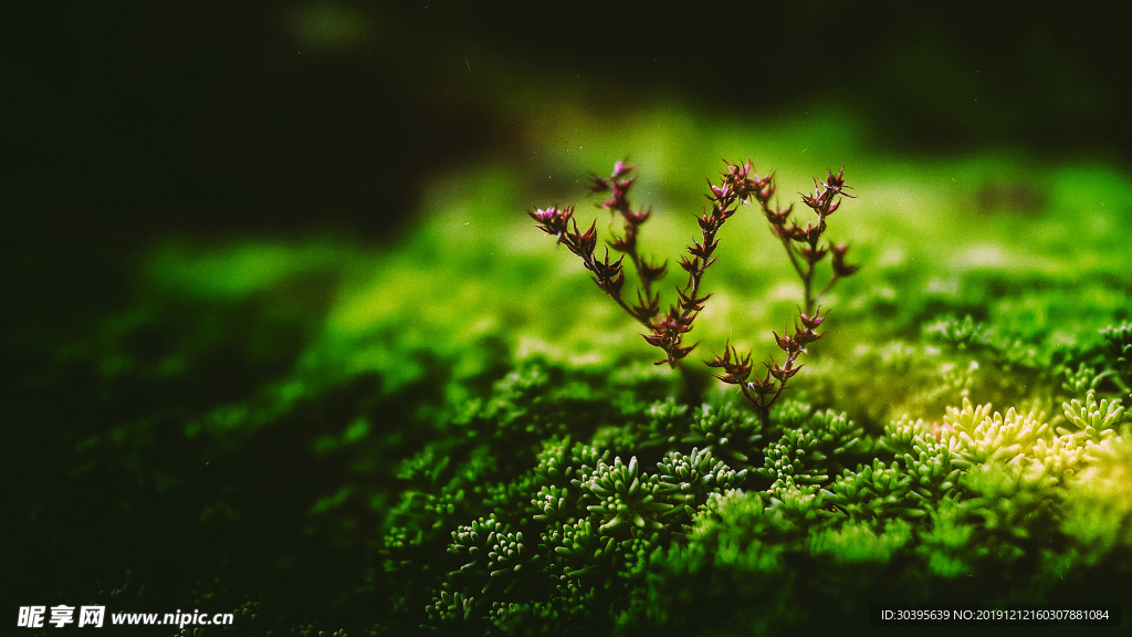 绿色植物