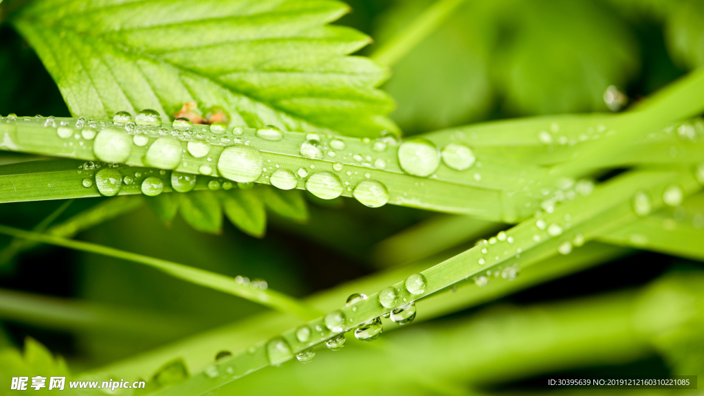 绿色植物