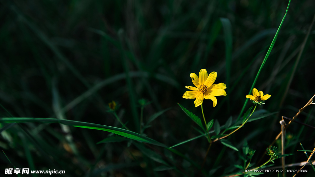 绿色植物