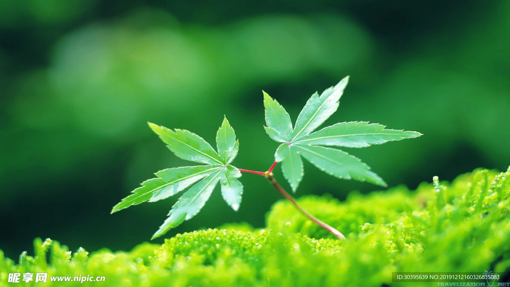 绿色植物