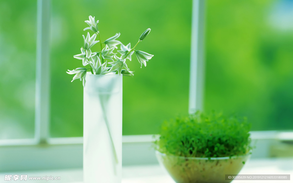 绿色植物