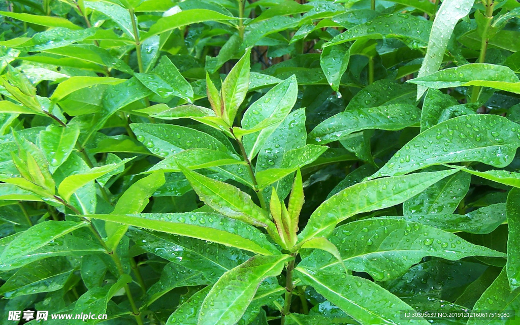 绿色植物