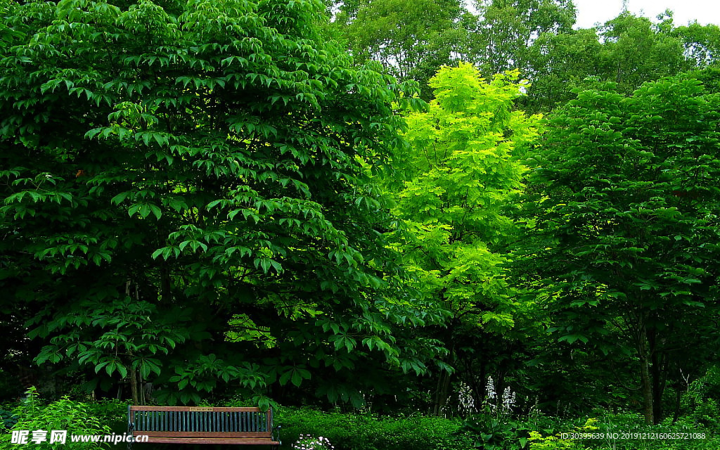 绿色植物