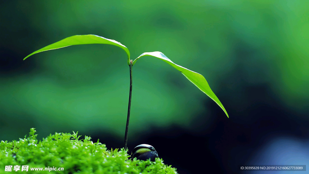 绿色植物