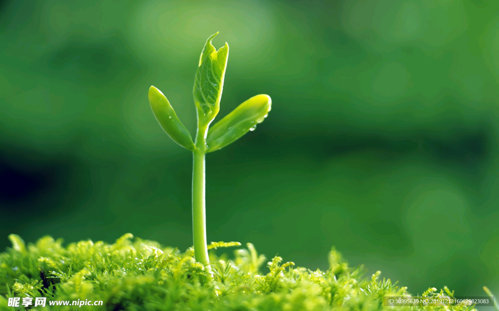 绿色植物