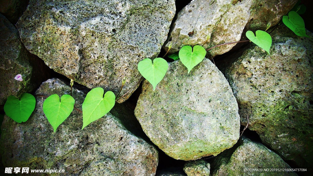 绿色植物