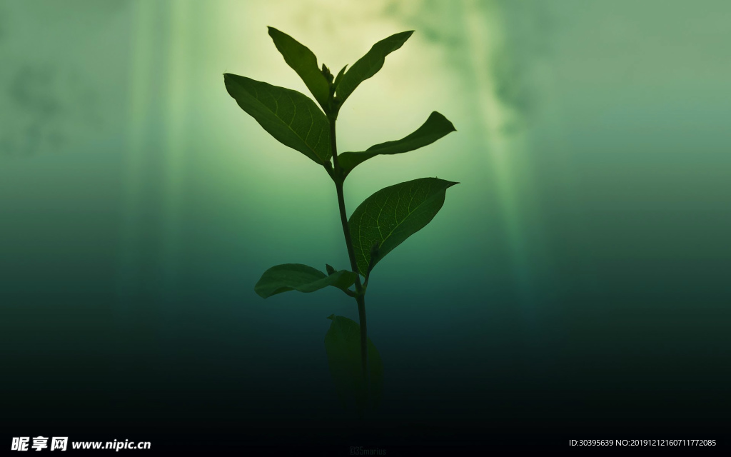 绿色植物