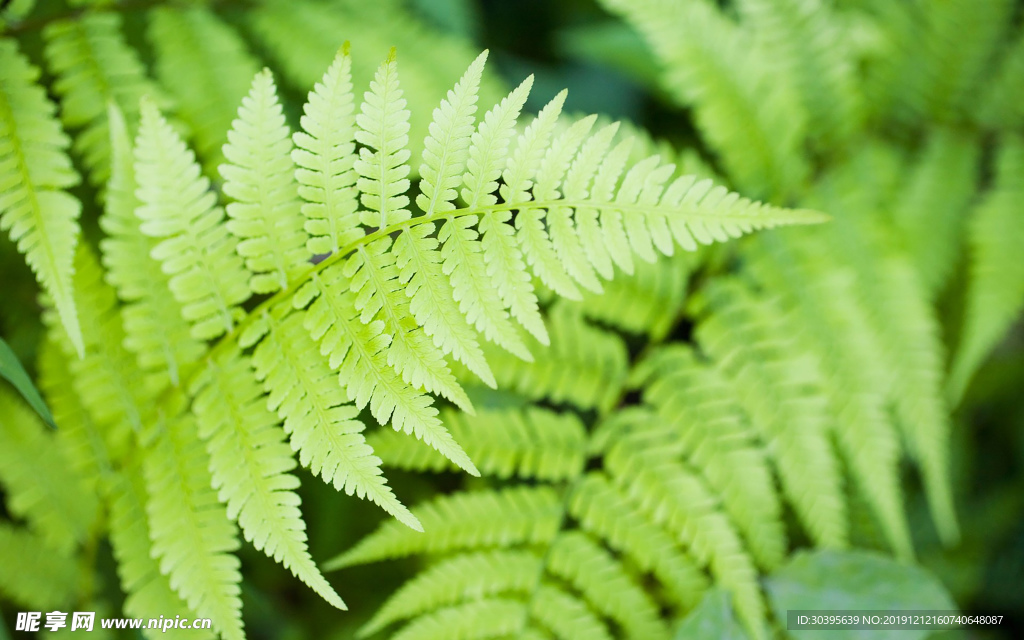 绿色植物