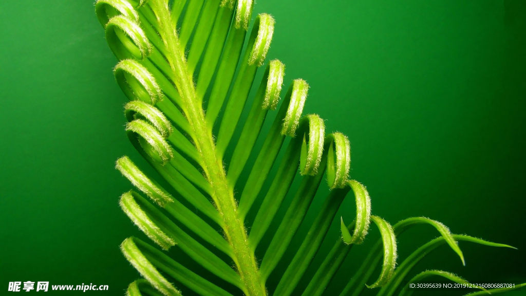 绿色植物