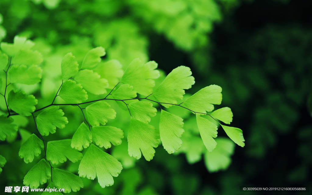 绿色植物