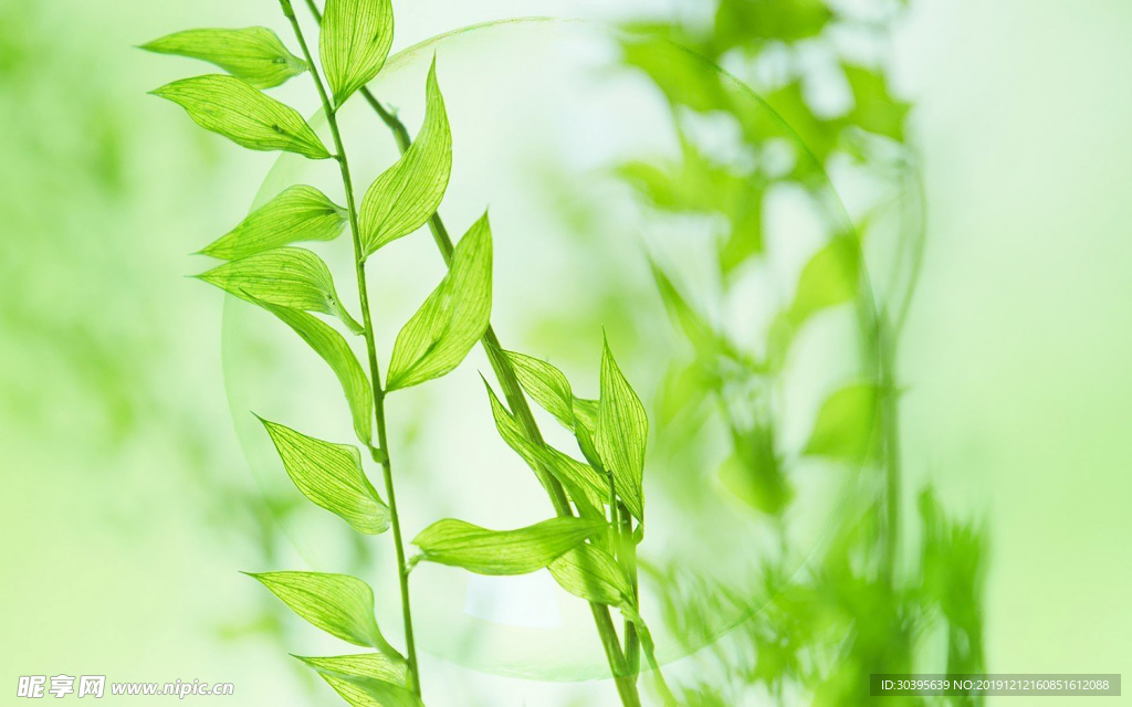 绿色植物