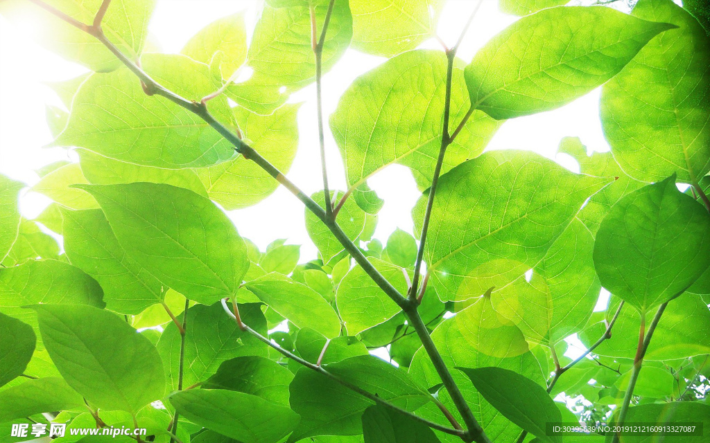 绿色植物