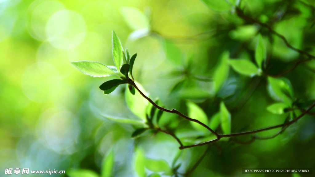 绿色植物