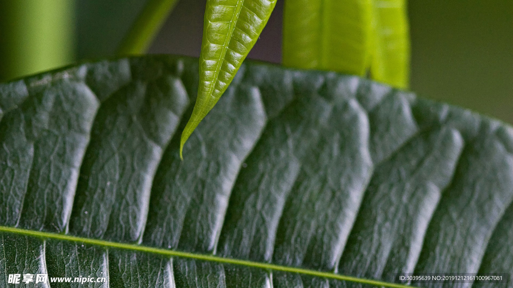 绿色植物