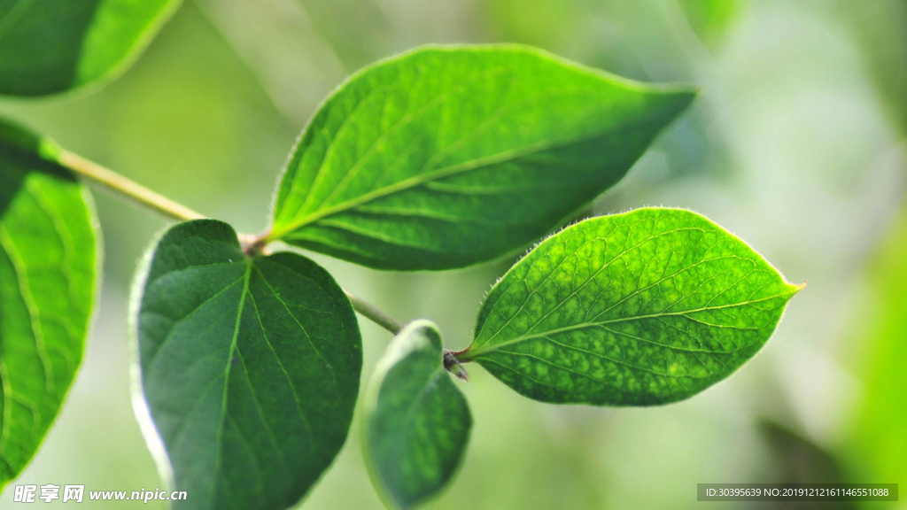 绿色植物