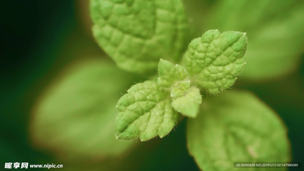 绿色植物