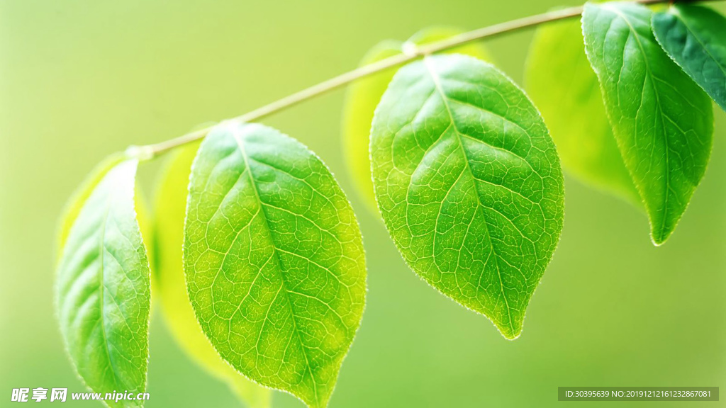 绿色植物