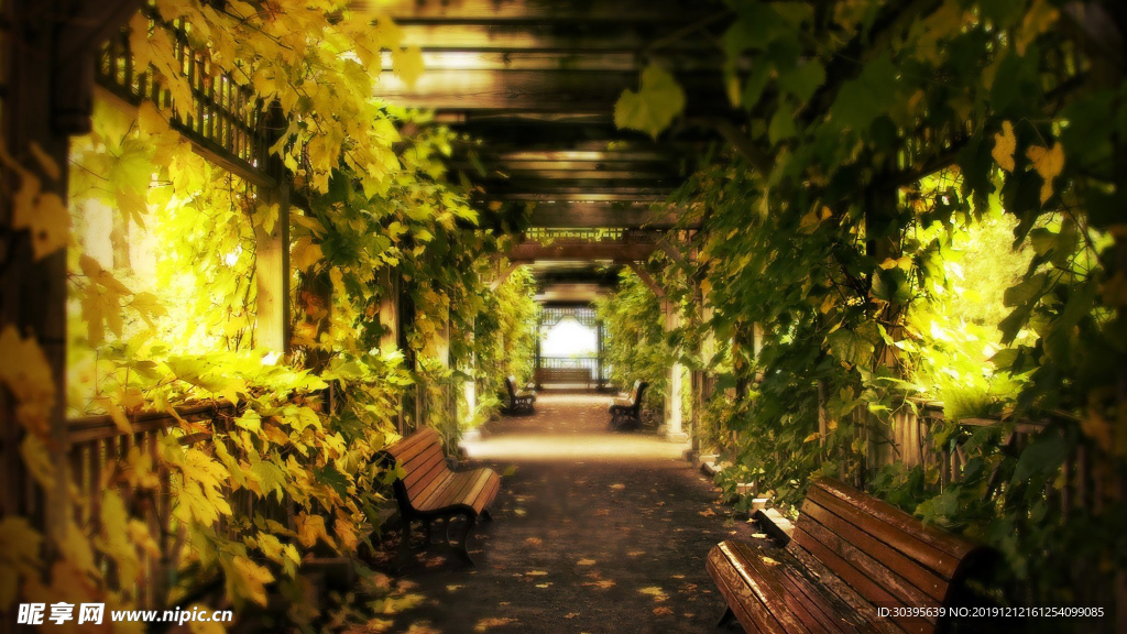 绿色植物