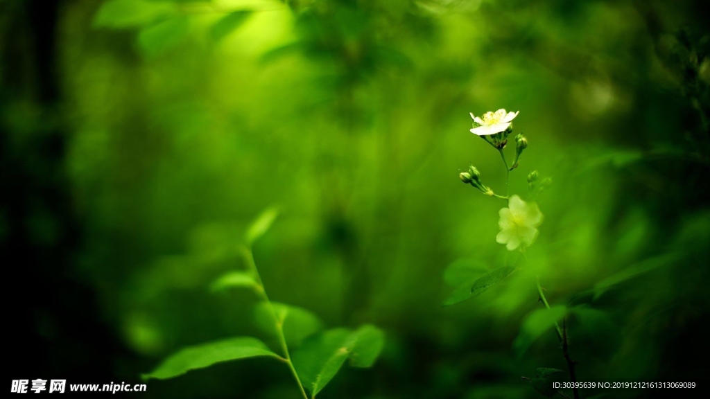 绿色植物