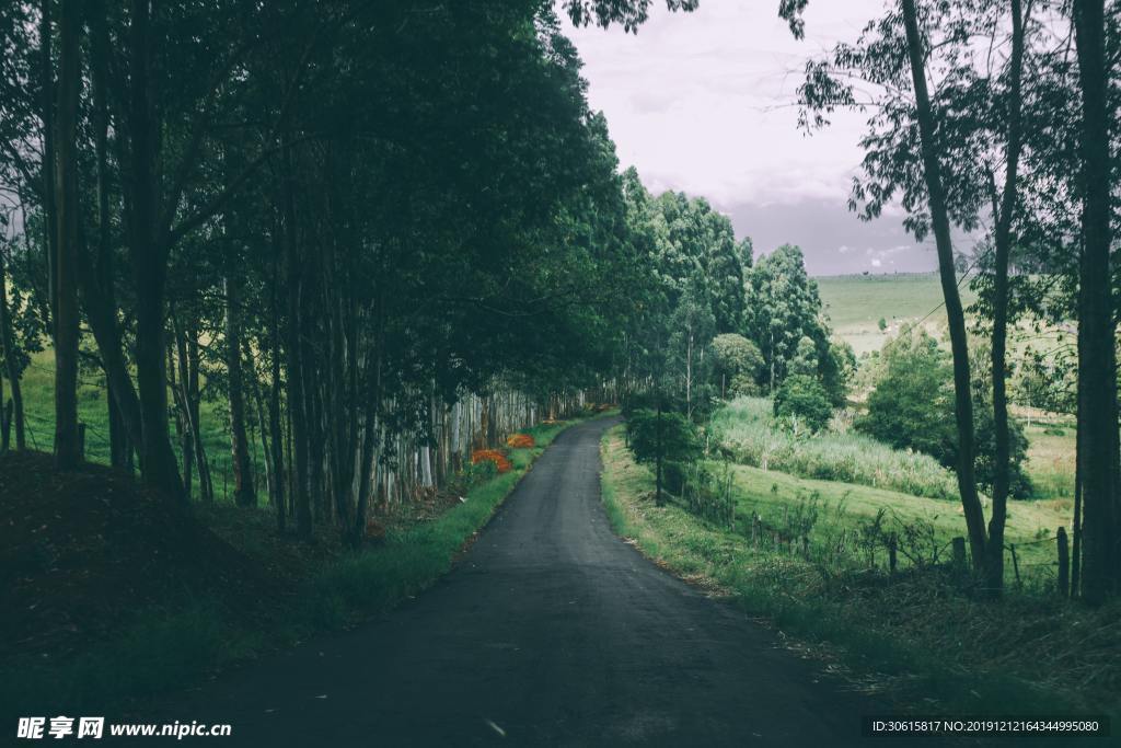 林荫小路