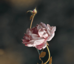 宝宝相册