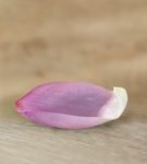 花瓣