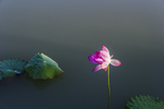 荷花池
