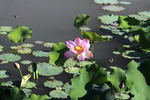 荷花池塘