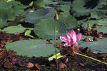 荷花池塘
