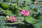 莲花