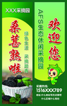 桑葚海报