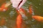 锦鲤