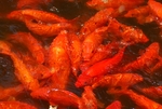 锦鲤
