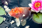锦鲤