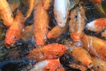 锦鲤