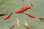 锦鲤