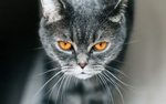 灰色 小猫 猫咪 宠物 背景