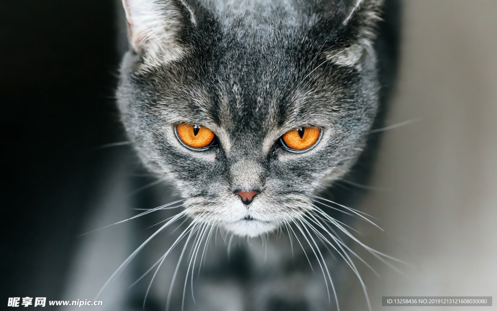 灰色 小猫 猫咪 宠物 背景