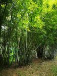 竹林