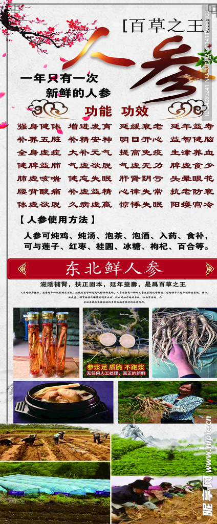 东北人参
