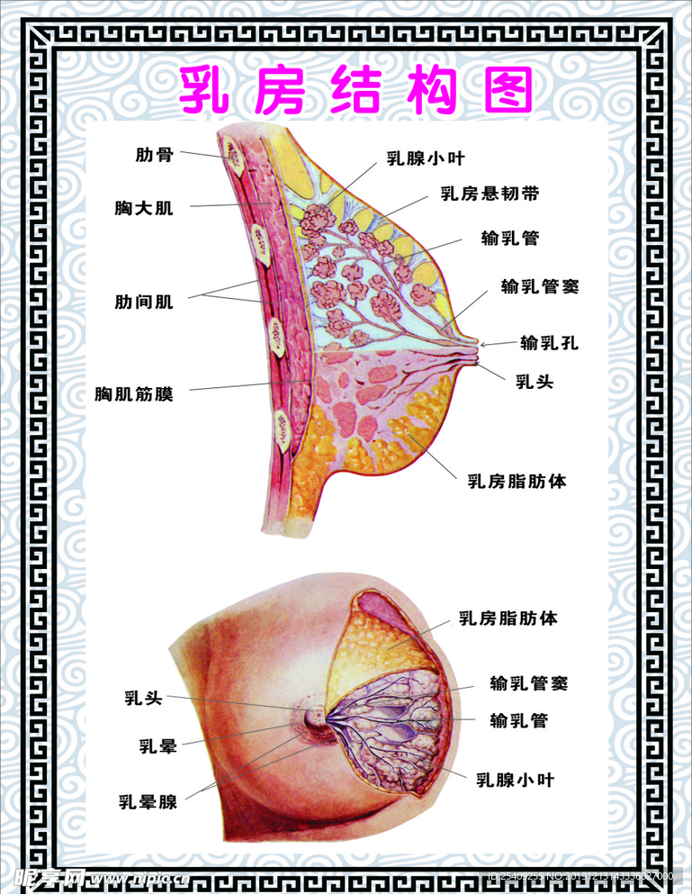 乳房结构图展板