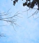 树 树枝 树木 枯枝 枯树