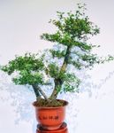 盆景 园艺 树 树枝 植物