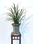 园林 园艺 树 树枝 植物