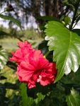 朱槿花