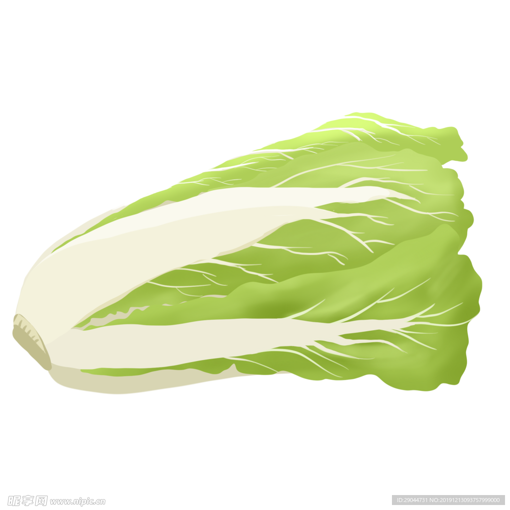大白菜