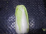 白菜
