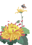手绘菊花